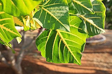 育碧《星球大战：法外狂徒》太空玩法揭秘